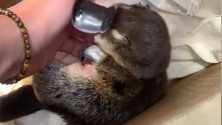 Baby, why are you chewing on a slipper again? So cute!!!