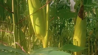 jagung 🌽