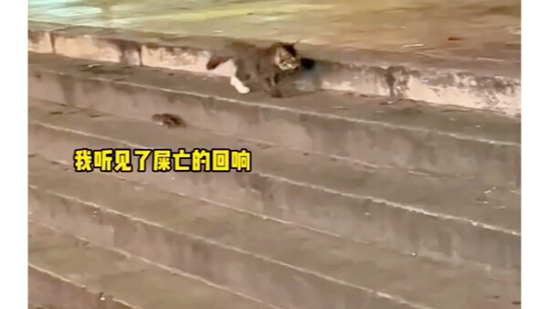 命运的召唤