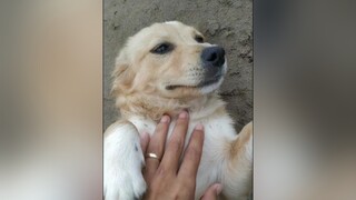 Đáng yêu ko ạ? cunyeucuadua yeucho yeuchomeo cún cúncon chó chómèo chócon chókhôn yeuchomeo chócute pet dog dogsoftiktok