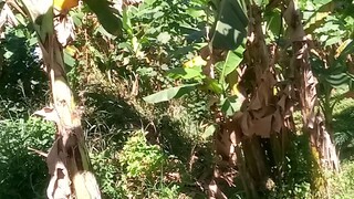 Ang malawak.na lupain ni mang kanor