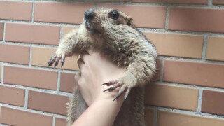 [Kumpulan Hewan] Marmot membuat keributan di pagi hari!