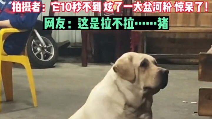 Anjing di samping meja makan menatap tamu yang sedang makan, matanya penuh dengan kerinduan.