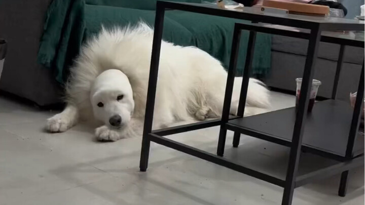 Even a Samoyed can’t handle this!