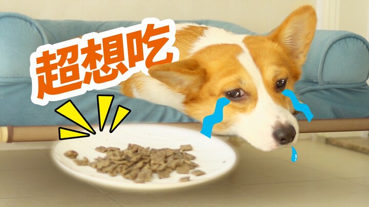 เจ้าของวางอาหารสุนัขไว้ตรงหน้าคอร์กี้แล้วเดินจากไป ทันใดนั้นเจ้าตูบก็อดใจไม่ไหวอีกแล้ว【ดูบี้ขาสั้น】