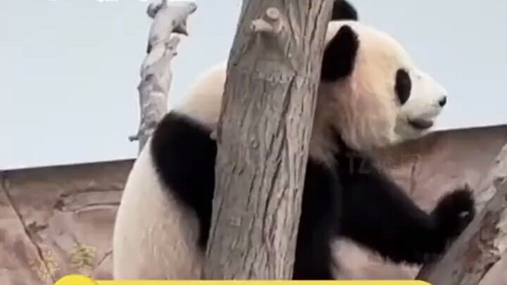The giant pandas heading to Qatar only understand Sichuan dialect.