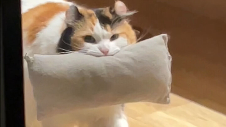 Chatty kitty meows, meow! The human won’t open the door for the talkative little cat—such a meanie!