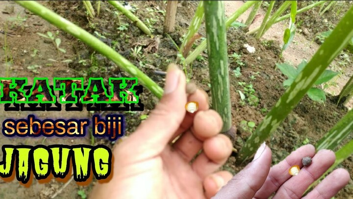 KITA BUKTIKAN BERSAMA,dari bibit porang katak mikro