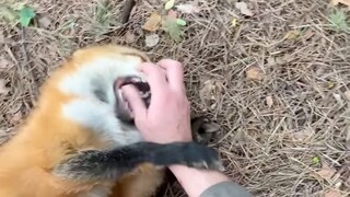 小狐狸：要不是俄罗斯人，我早就....