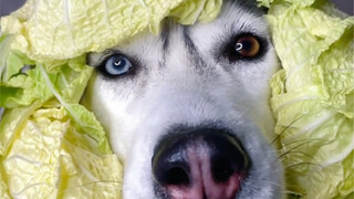 Mễ Tu ôm bắp cải lớn gặm cả đêm.