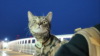 7 hours of disconnection from the world, taking the ferry home with the cat