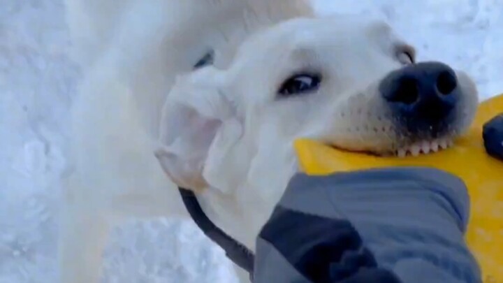 Musuh alami anjing ternyata memang manusia!