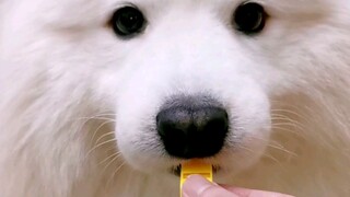 全网唯一会吹口哨的狗子。