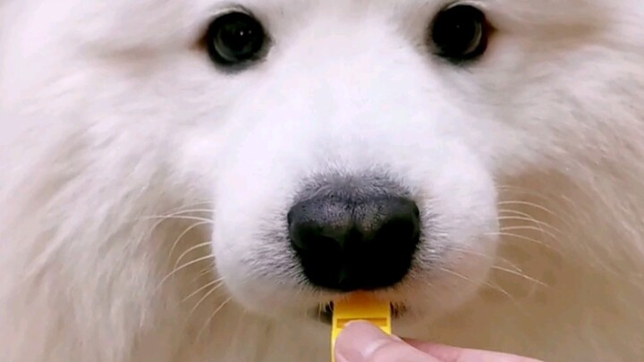 Chú chó duy nhất trên mạng biết huýt sáo.