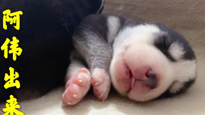 Seberapa imut si Dua-Ha berusia seminggu? Awei, keluar dan terima nasibmu!