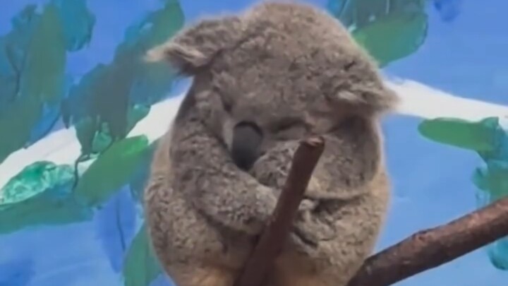 Koala's bedtime routine