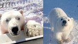 Một chú gấu Bắc Cực con được nuôi bởi những người thợ mỏ
