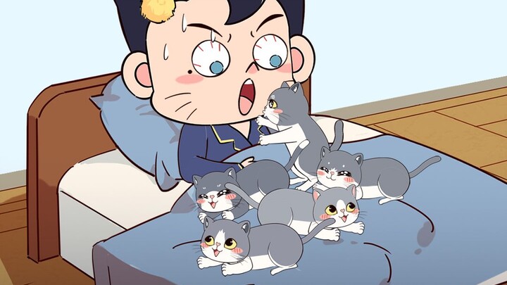 The cat mom carries her kitten to the owner—here are 4 reasons why! Do you know them all?