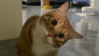 نيهاو~ماذا تفعل؟