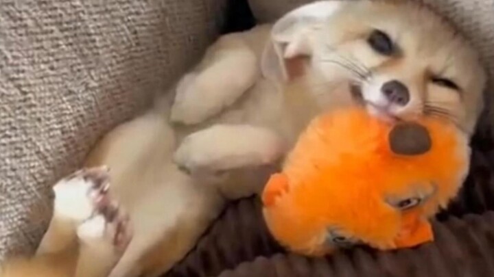 Today’s dose of cuteness is a little fox!