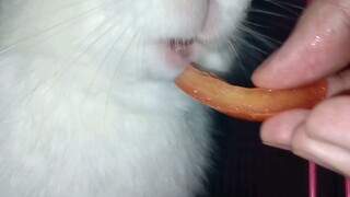 [Animal] A Rabbit's Mukbang | Eating Tomato & Carrot