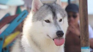 สุนัขไม่เคยล้มเหลวที่จะทำให้เราหัวเราะ - รวมสุนัขตลกสุด ๆ