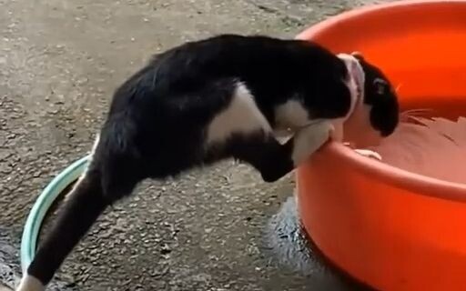 Đại hội những hành vi bất thường của mèo