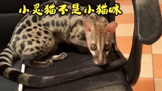 This little guy is called a civet; it has the head of a weasel and the body of a cat, and is an anim