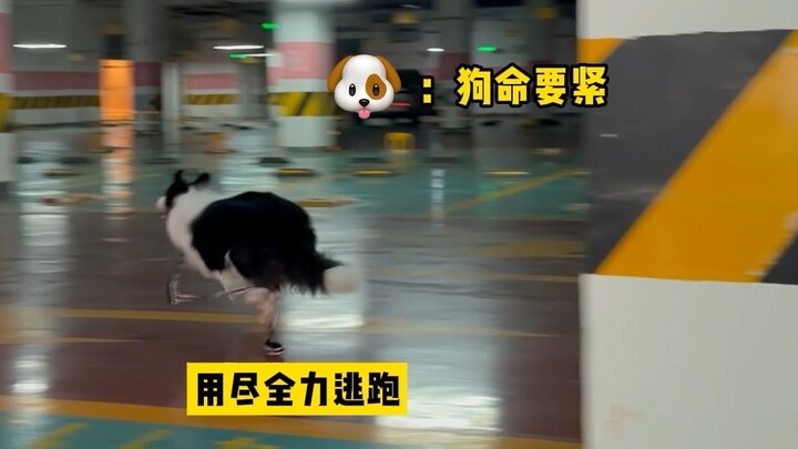 Pretend you’ve run into a “bad guy” while walking the dog—see how your pup reacts!