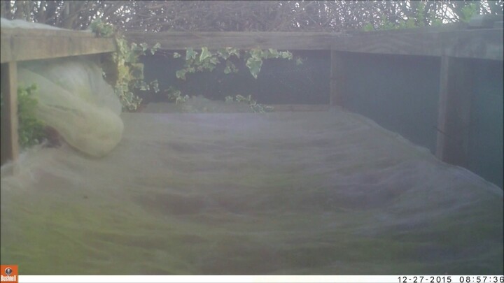 Watch this stoat on my garden trampoline