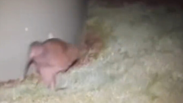 Bird: Stop taking pictures! What are you even photographing?!