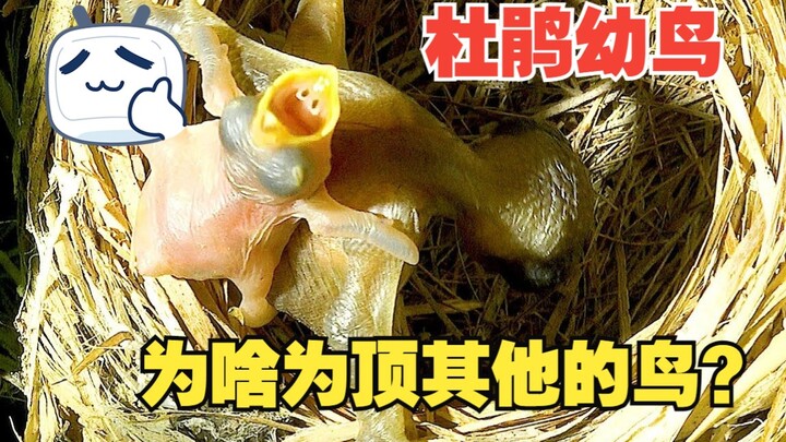 Tại sao chim tu hú con ngay từ khi sinh ra đã biết đẩy trứng?