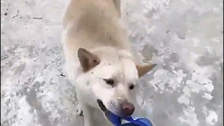 Dog: Watch me play the sweet card to get one over on her!