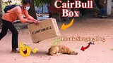CairBull Box Prank Sleeping Dog | Very Funny Surprise Scared Reaction | Must Watch Most Funny Prank