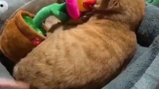 Cat: Kill me now