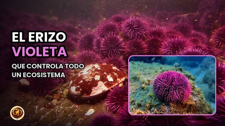 El erizo violeta que puede cambiar todo un ecosistema 🟣🌊