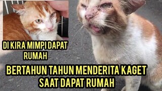 Masya Allah Kucing Liar Mulutnya Menceng Bikin Terharu Sampai Nangis Saat Di Kasih Rumah..!