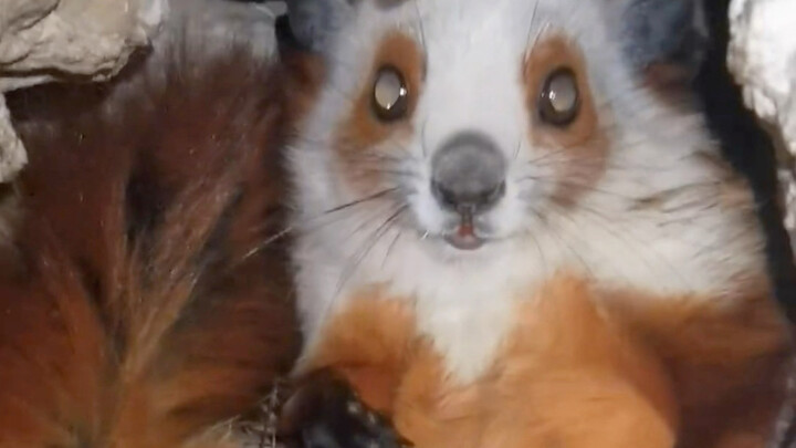 Tak sengaja bertemu tupai terbang perut merah, lucu dan ukurannya lumayan besar!