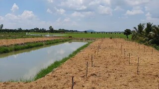 Ra Ao Trứng Nước Chài Cá Dính Cập Cá Mè Dinh Khủng Về Hấp Đọt Mướp  Thơm Lừng