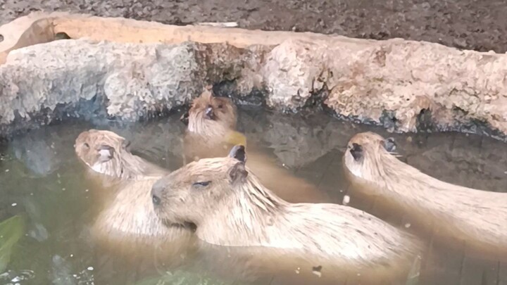 capybara chill