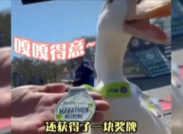 鸭鸭去跑马拉松没笑，却被中国网友整笑了