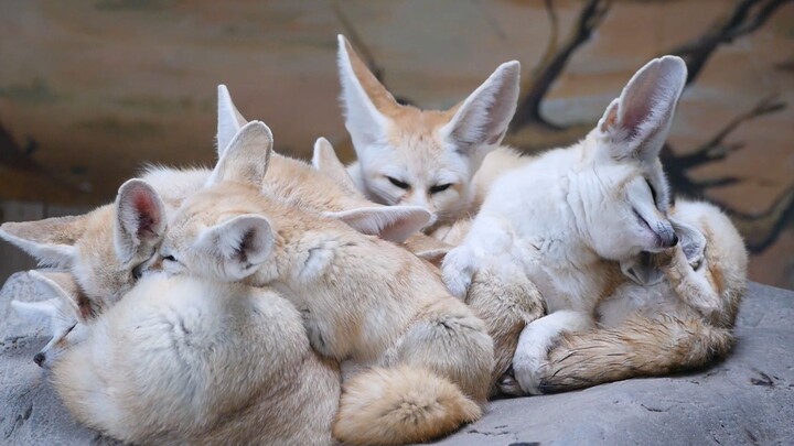 I’m actually already really tired, but my ears are itching. [Fennec Fox] [Large-eared Fox] — all the