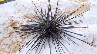 Sea Urchin