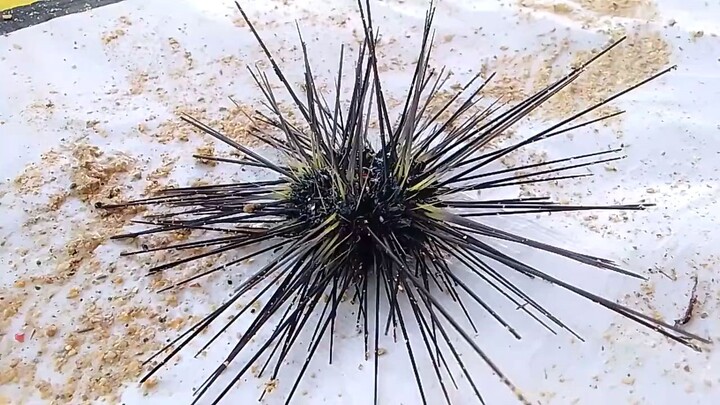 Sea Urchin