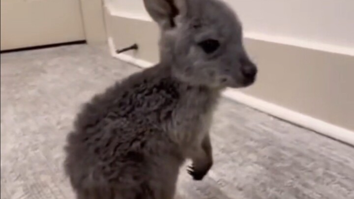 Bayi kangguru ini terlalu manja!