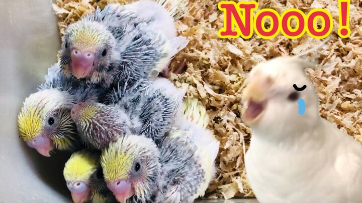 A new chick has arrived home, and the vinegar‑scented bird, hearing it might soon be out of favor, i