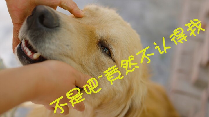 Can the pet parent still tell their dogs apart when wearing a blindfold?