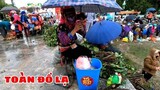 TOÀN ĐỒ LẠ | HOA NẮNG VÙNG CAO.