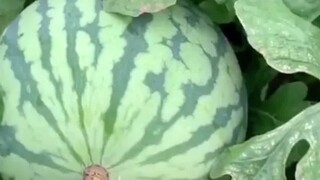Cara memetik buah yang benar