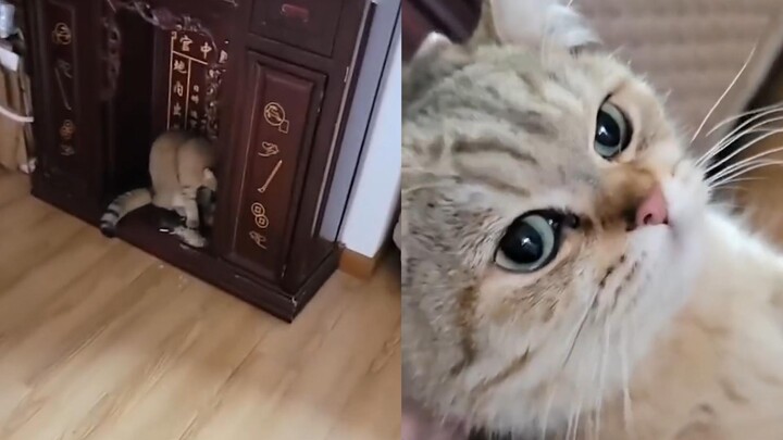 Mèo con lén nhấm nháp nụ trầm hương bị chủ phát hiện, chủ nhân nói: “Sao mày không có trong 12 con g